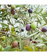 Live Plant - Olive Tree - &#39;Mission&#39; - Olea Europaea - live plant - $29.00