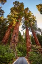 40 Giant Sequoia California Redwood Sequoiadendron sempervirens Tree Seeds - £7.97 GBP