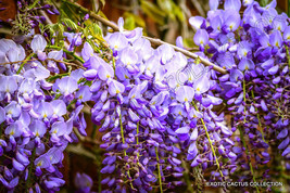 USA Store 10 Seeds Store Wisteria Sinensis Chinese Flowering Purple Climbing Vin - £17.48 GBP