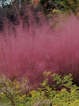 50 Seeds, Bellfarm Pink Muhly Grass YQ-1108 - $20.20