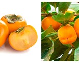 Grafted Jiro Japanese Persimmon Tree Live Plant 6-12&quot;Inches Tall Well Ro... - £62.79 GBP