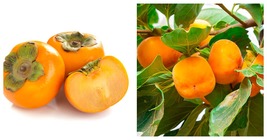 Grafted Jiro Japanese Persimmon Tree Live Plant 6-12&quot;Inches Tall Well Rooted  - £62.72 GBP