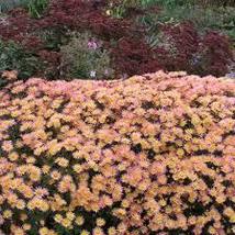 1.chrysanthemum SAMBA 2.5&quot; pot  Live Potted Plantfor Home Garden - £20.45 GBP