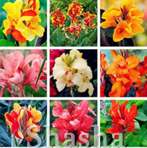 100 Pcs Bag Dwarf Canna Lily Tropical Bronze Scarlet Foliage Potted Plant Color  - £12.34 GBP