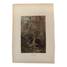 1898 Animate Creation &#39;WOODCOCK&#39; Bird Lithographed Print, L Prange / Selmar Hess - £11.99 GBP