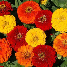 LD 100 Lava Lamp Zinnia Mix Seeds Organic Seeds Fast Growing - $215.38 MXN