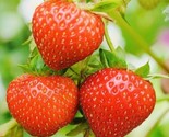 150 Seeds Everbearing Strawberry Fruit Seeds Nongmo Fresh Harvest Usa Fa... - $8.99