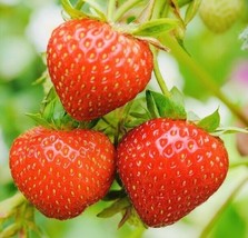 150 Seeds Everbearing Strawberry Fruit Seeds Nongmo Fresh Harvest Usa Fast Shipp - £7.02 GBP