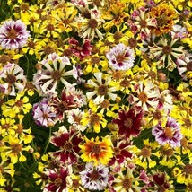 KKG 40 Coreopsis Incredible Seashells Mix Seeds Fresh Garden - $7.89