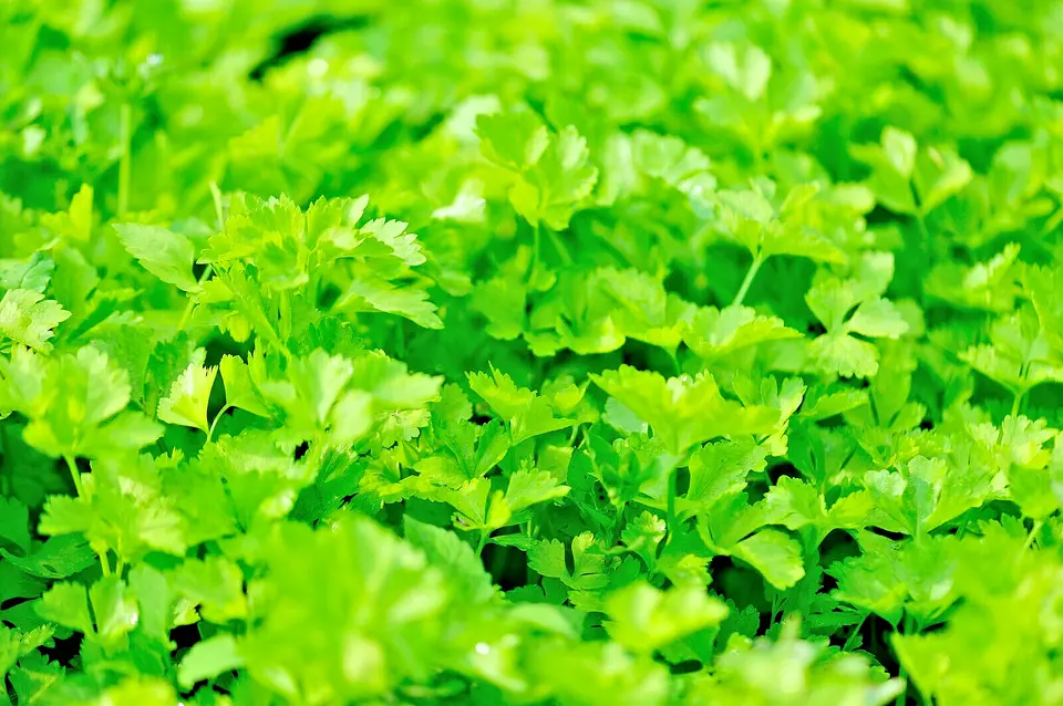 Bulk Celery 10,000 Seed Fast Shipping - £9.43 GBP
