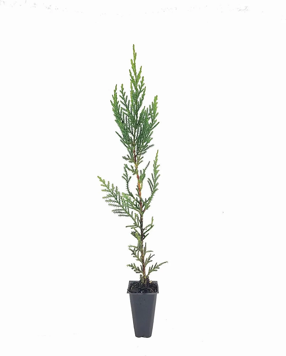 Murray Cypress Tree 3 Live Plants Upright Screening Tree - $44.85