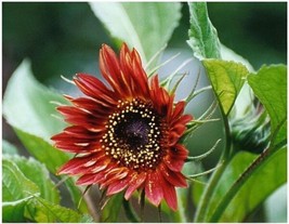 Sunflower Velvet Queen Red Sun Flower Blooms 30 Seeds - $5.00