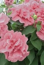 200 seeds Double Light Pink Petunia Flowers Garden Planting Heirloom Seeds Sprou - $8.35