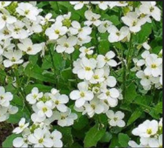 White Alpine Rockcress 800 Seeds - £7.46 GBP