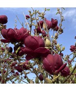 THJAR Magnolia X Black Tulip 12 Inch Tall Ships Bare Root - $82.99