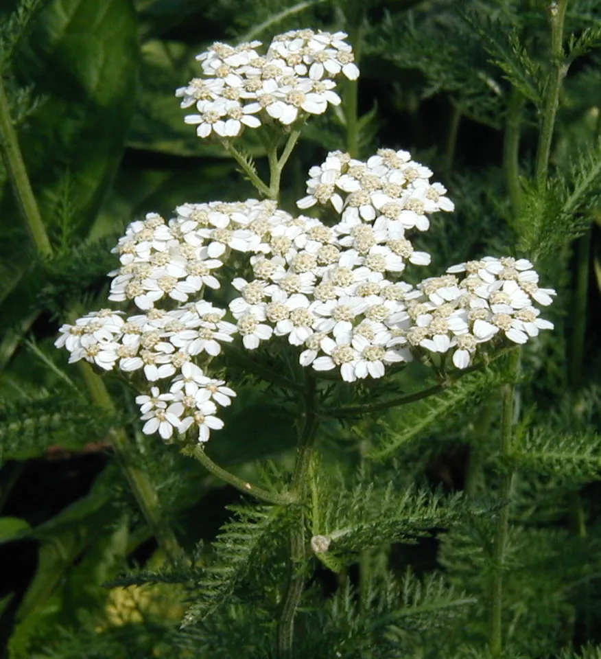 3500 Fresh Seeds White Yarrow Wildflower - £7.56 GBP