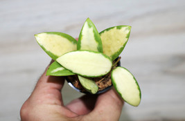 Hoya Acuta Variegata Companion Plant Potted - $33.00