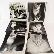 Lot Of Vintage Black &amp; White Cat Photos Domestic Pets Persian Calico Tabby - £13.97 GBP