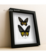 Golden Birdwing Troides Rhadamantus Pair Butterflies Framed Entomology D... - $148.04 CAD