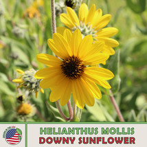 Fresh Seeds 100 Downy Sunflower Seeds Helianthus Mollis Ashy Sunflower Native Pe - $11.90