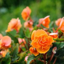 Begonia Seeds Fortune Apricot Orange Shades 15 Thru 50 Pelleted Seeds Gardening  - £10.33 GBP