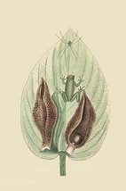 Green Tree Frog by Mark Catesby - Art Print - £17.63 GBP+