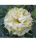 10 Dbl Lemon Rose Angel Trumpet Seeds Flowers Seed Brugmansia Datura Eas... - $17.34 CAD
