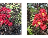 EBONY FIRE Crepe Crape Myrtle Starter Lagerstroemia Well Rooted STARTER ... - $44.93