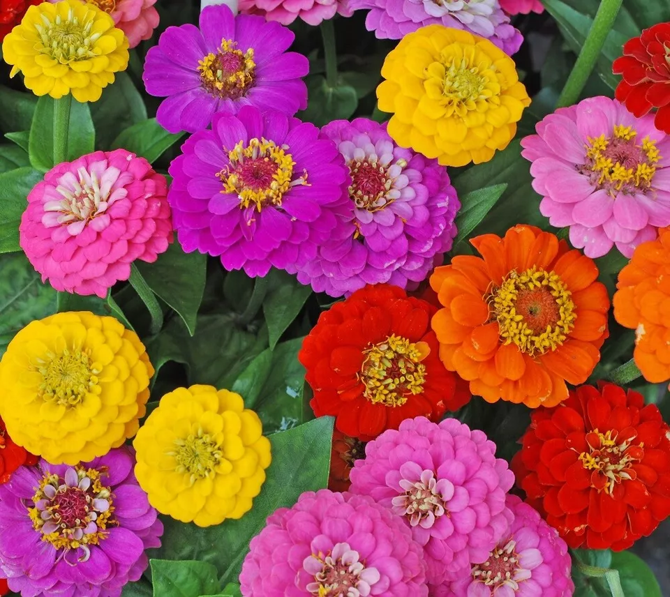 50 Zinnia Lilliput Bulk Flower Seed Mix – Colorful Heirloom Variety Easy... - $273.25 MXN