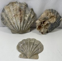 3 Large Fossil Scallop Shell Pliocene Epoch Virginia Chesapecten Jeffers... - $32.66