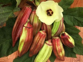25+ Texas Hill Country Red Okra Seeds Heirloom Non Gmo Fresh - £7.89 GBP