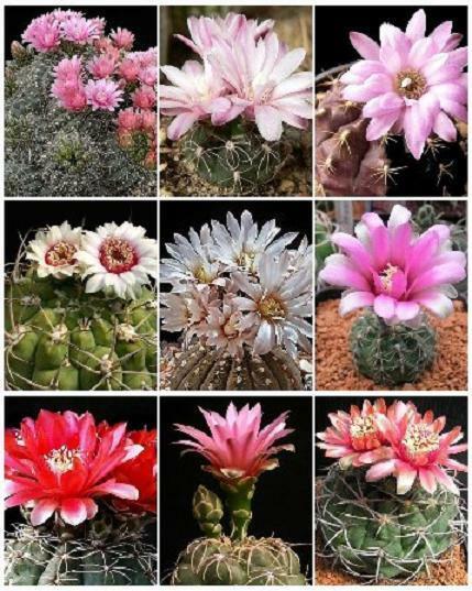 Primary image for GYMNOCALYCIUM VARIETY MIX  cactus rare cacti mixed lot lots semi seed 50 SEEDS