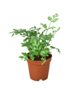 Fern &#39;Silver Lace&#39;-4&quot; Pot - $45.55 CAD