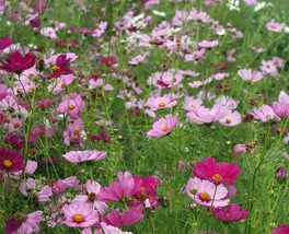 35 Cosmos Sensation Seeds Long Lasting Annual Mix Flower Drought Tolerant - £14.35 GBP