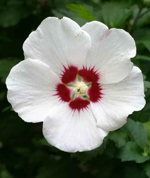 Rose Of Sharon Hibiscus Live Plant with Roots - £18.93 GBP