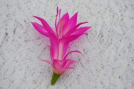 Christmas Cactus Starter Plant Holiday Splendor Schlumbergera Truncata Beautiful - $31.98