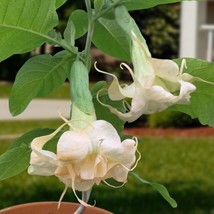 15+ Seeds AngelS Trumpet AngelS Apricot Sunris  House Plant-  Garden- Flowers - $5.25