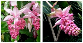 200Pcs Seeds Medinilla Magnifica Bonsai Very Beautiful Bonsai Flower Plant - £13.32 GBP