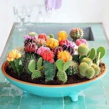 New Fresh Mixed Variety Cactus Seeds 100Pcs/Pack - $17.70