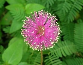 Mimosa Pudica seeds, 50 SEEDS, Mimosa plant, mimosa tree, code 439 - £3.90 GBP