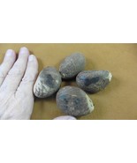 tn-19-2) 4 large natural Tagua Nut whole nuts craft Carving Dried plain ... - $31.94 CAD