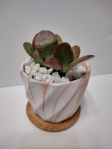 Succulent in White Ceramic Planter Pot, with White Quartz Stones, Burgundy Jade image 2