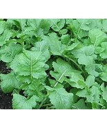 Turnip, Seven Top Turnip Seeds, NON- GMO, 50 Seeds per package. - £3.98 GBP