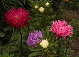 Berynita Store Aster Powder Puff Mix China Aster Easy To Grow Cut Flower 750 See - £5.58 GBP