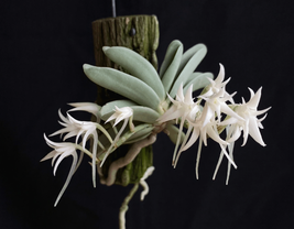CYRTORCHIS CRASSIFOLIA SMALL ORCHID XL MOUNTED - $109.00