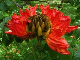 Spathodea Campanulata African Tulip Tree Flame Of The Forest 20 Seeds Fresh Seed - £13.87 GBP