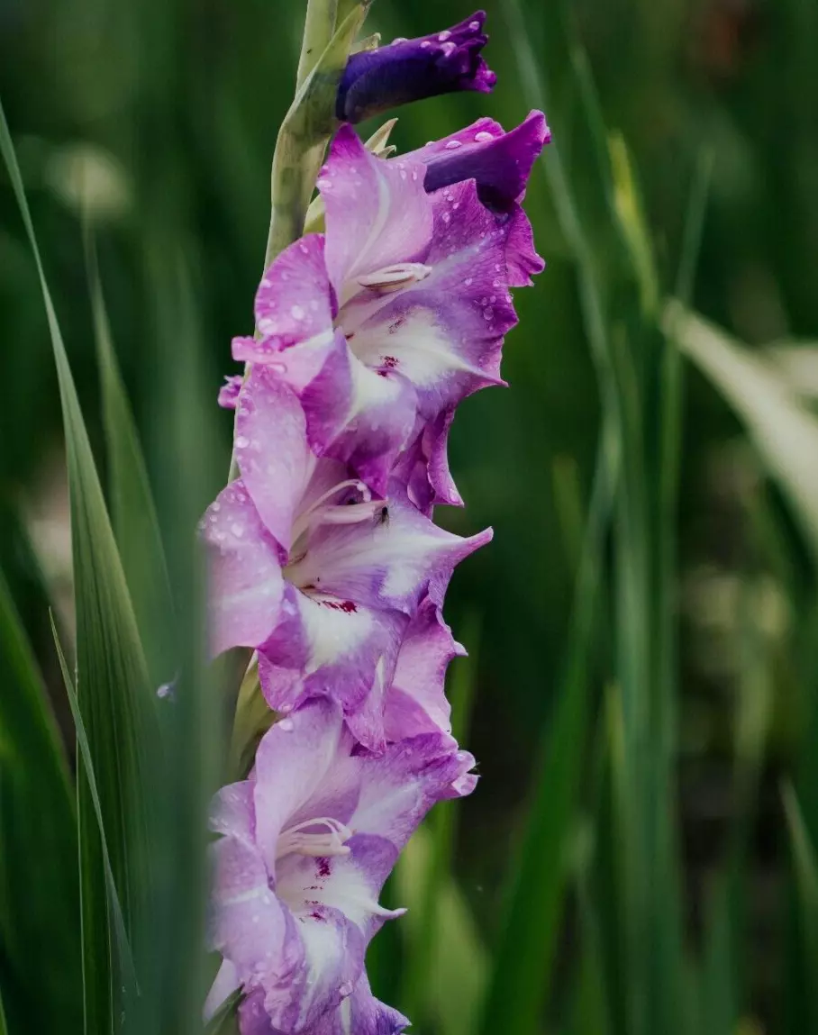 6 - LAVENDER GLADIOLUS Flower Bulbs MULTITUDE OF BEAUTIFUL RUFFLED BLOOMS - $25.75