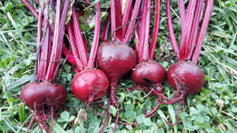 1200 Bull&#39;S Blood Beet Seeds Fresh Harvest For 2024 GardensFrom US  - $8.35