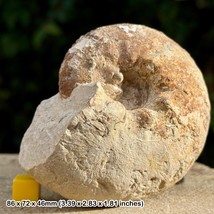 3.5&quot; Orthaspidoceras llanerianum Ammonite Fossil, Kimmeridgian, Jurassic, La - $73.71