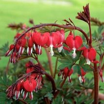 25 Red Bleeding Heart Seeds Flowers Bloom Shade Flower From US - £7.90 GBP